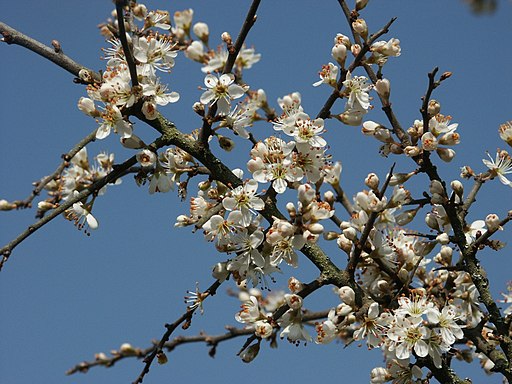 Prunus spinosa 130403